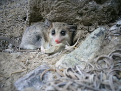 Elegant Fat-Tailed Mouse Opossum photo 2