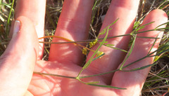 Lomatium marginatum marginatum
