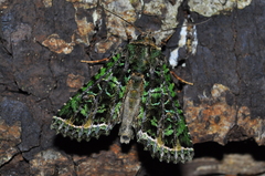 Heterochroma beryllus