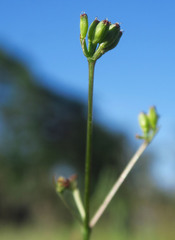 Lomatium marginatum marginatum