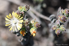 Delosperma testaceum