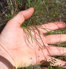 Lomatium marginatum marginatum