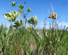 Lomatium marginatum marginatum