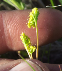 Lomatium marginatum marginatum