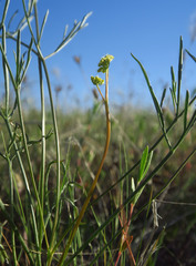 Lomatium marginatum marginatum