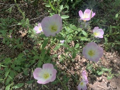 Oenothera speciosa