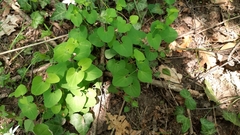 Aristolochia pallida