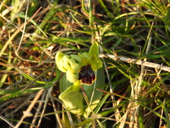 Ophrys fusca funerea