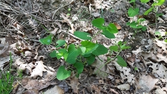Aristolochia pallida