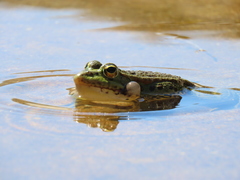 Iberian Water Frog photo 2