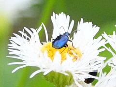 Lebia