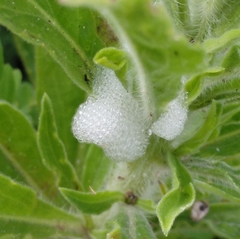 Cercopis intermedia