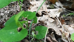Aristolochia pallida