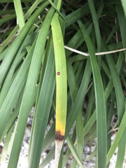 Colletotrichum liriopes