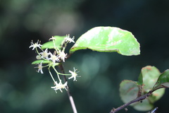 Putterlickia retrospinosa