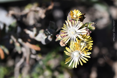 Delosperma testaceum