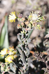 Delosperma testaceum
