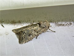 Ulolonche orbiculata