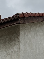 Passer domesticus