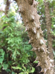 Zanthoxylum avicennae