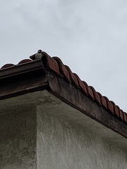 Passer domesticus