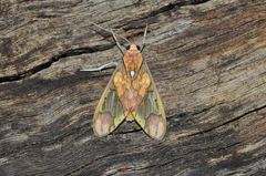 Neonerita dorsipuncta