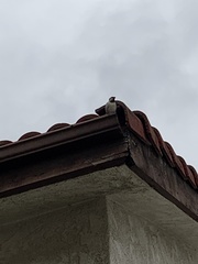 Passer domesticus