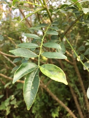 Zanthoxylum avicennae
