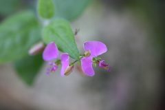 Polygala macowaniana