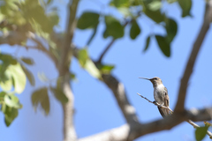 Archilochus alexandri