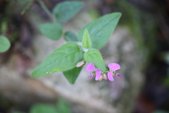 Polygala macowaniana