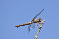 Orthemis