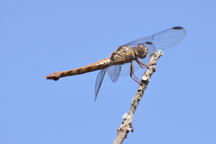 Orthemis