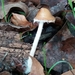 Psathyrella suavissima - Photo (c) parcooglionord, some rights reserved (CC BY-NC), uploaded by parcooglionord