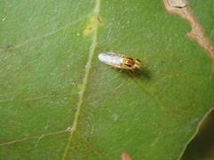 Thaumatomyia notata