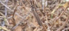 Sympecma fusca
