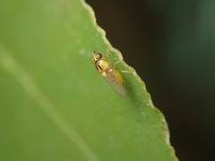 Thaumatomyia notata