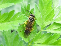 Tenthredo talyshensis
