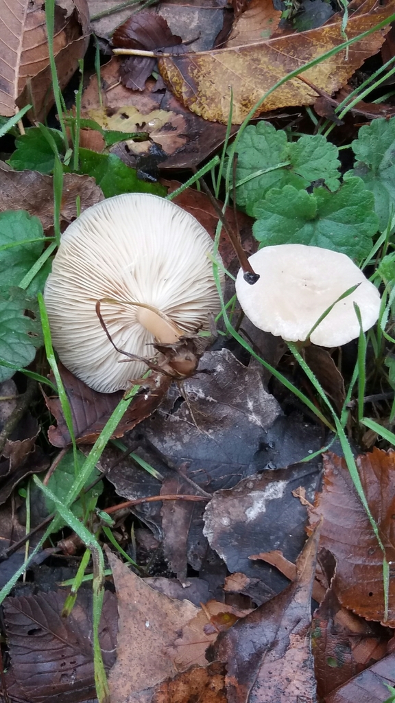 Clitocybe suaveolens
