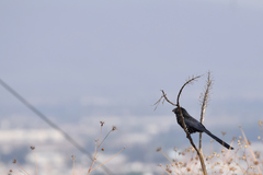 Crotophaga sulcirostris