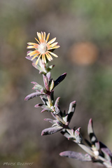 Delosperma testaceum