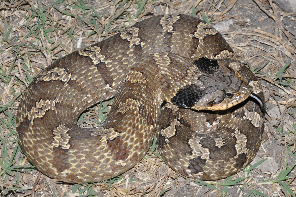 Eastern hognose snake - Wikipedia