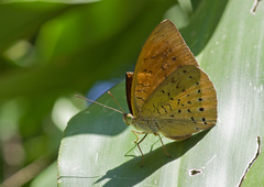 Tanaecia julii