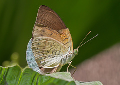 Tanaecia julii