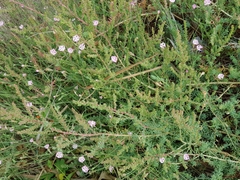 Silene succulenta corsica