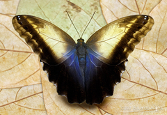 Caligo telamonius memnon