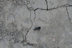 Pterostichus madidus