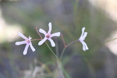 Brachystelma rubellum