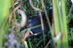 Rallus semiplumbeus