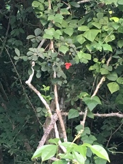 Casearia yucatanensis